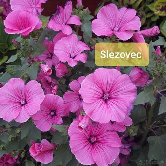 Semienka kvetov -rôzne druhy - 3