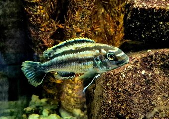 Africké cichlidy - 3