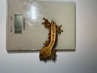 Pagekón Riasnatý - 3