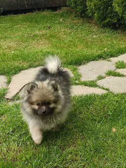 Pomeranian - 3