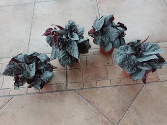 Begonia izbová 3farby 1ks/4,50€+posta - 3