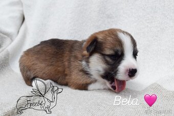 Welsch corgi pembroke - 3