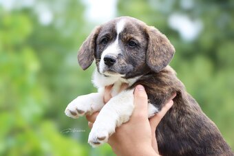 Welsh Corgi Cardigan - 3