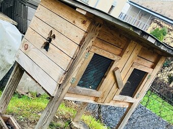 Predam kralikaren - 3