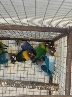 Agapornisy škraboškove - 3