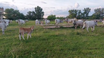 Maďarský stepný dobytok - 3