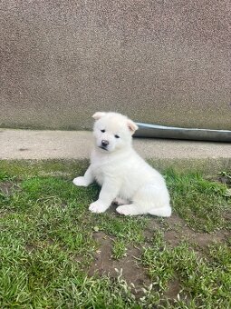 Akita inu šteniatko (psík) - 3