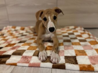 Šteniatka Vipet / Whippet - 3