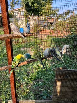 Andulky z volieri - 3