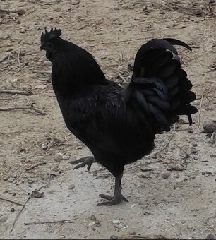 Ayam Cemani - 3