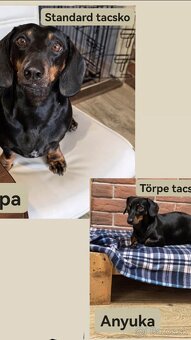 Predám šteniatka jazvečíka/Eladó tacskó kiskutyák - 3