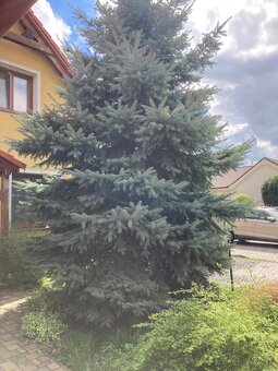Darujem smrek - 3