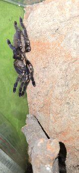 Poecilotheria Metallica - 3