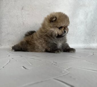 Pomeranian mini - 3