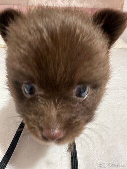 Pomeranian s PP, nemecký špic s pp - 3