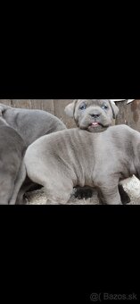 Cane Corso - 3