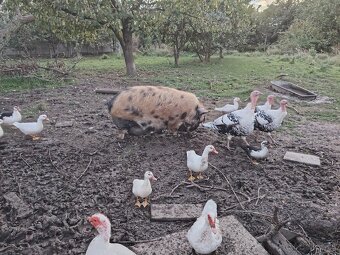 Ponúkame na predaj prasiatka kune kune na chov - 3