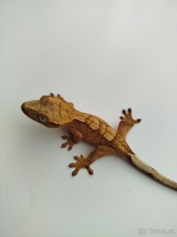 Pagekon riasnatý - 3