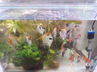 Predam kompletne prislušenstvo ryby a rastliny - 3