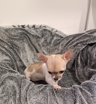 Civava kratkosrsta mini - 3