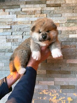 Akita Inu s PP - rodokmen FCI a AKIHO - 3