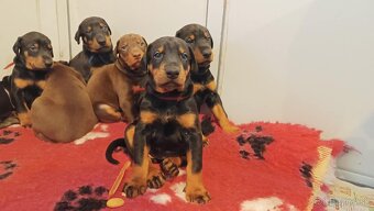 Doberman - kvalitní štěňata s PP - 3