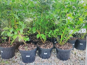 ČUČORIEDKY SADENICE + PINK LEMONADE ČERVENÁ 9 EUR - 3