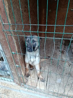 Belgický ovčiak malinois - 3
