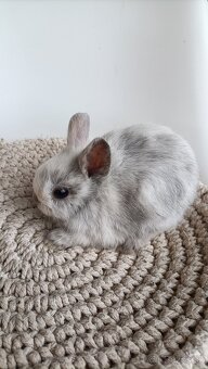 Zdrobnené kraliky - 3