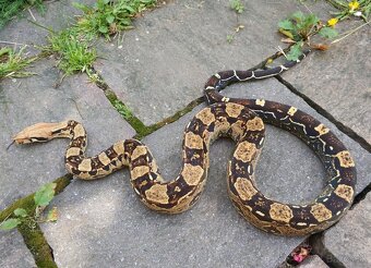 Boa imperator - Keltic Paradigm - 3