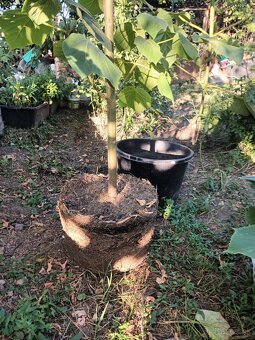 Paulownia - 3