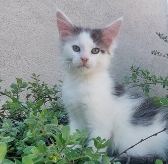 Mainska myvalia, Mainne coon,Mco - 3