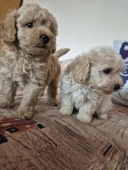 Maltipoo - 3