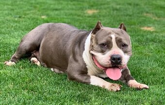 American bully - 3