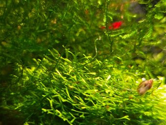 Riccia fluitans - 3