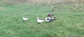 Predám Čínske Kačice - 3