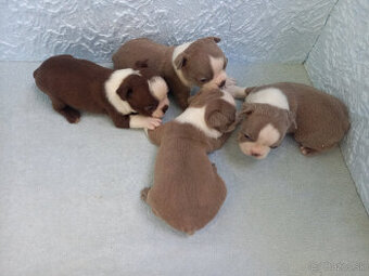 Boston ,Bostonský terrier - 3