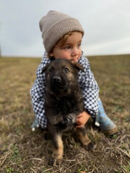 Nemecký ovčiak - 3