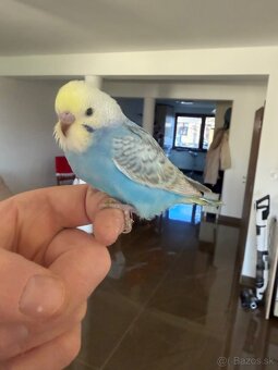 Andulka Maznačik - 3