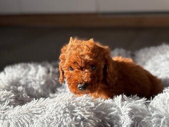 Pudel, pudlik toy - 3