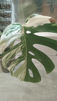 Monstera albo a aurea - 3