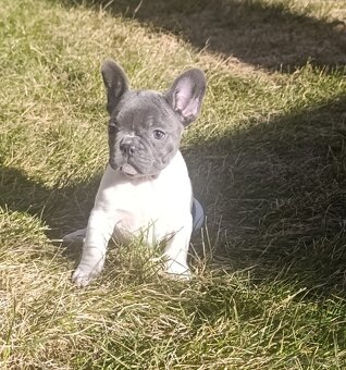 Francuzsky buldoček - 3