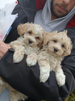 Maltipoo - 3