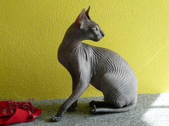 Kúpim mačiatko Don Sphynx - 3