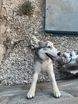 Darujem fenku huskyho bez PP - 3