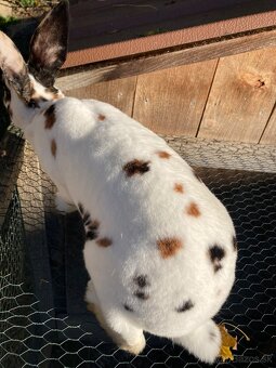 Rex-dalmatínsky - 3