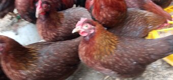 Zdrobnená velsumka - 3