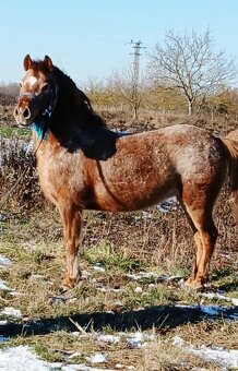 Jazdezkeho kobylu - 3