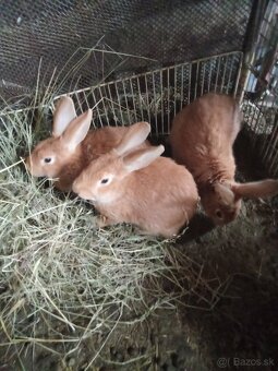 Predám burgundske králiky - 3