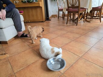 Krásne Šteniatko - 3